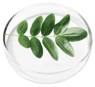 RevivaGlow Ingredients  Corydalis (Yanhusuo Plant)